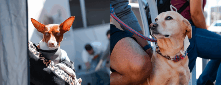 Mutirão de castração realiza 258 procedimentos gratuitos nos bairros Gabiroba e Fênix