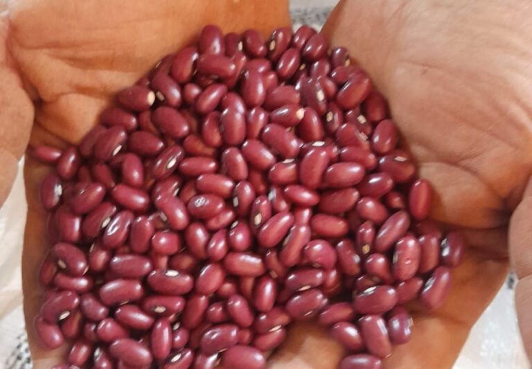 Epamig produz sementes de feijão enriquecidas com molibdênio