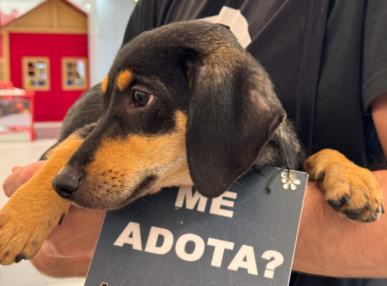 Pets resgatados pelo Instituto Ampara Animal participam de evento de adoção no Carrefour Contagem