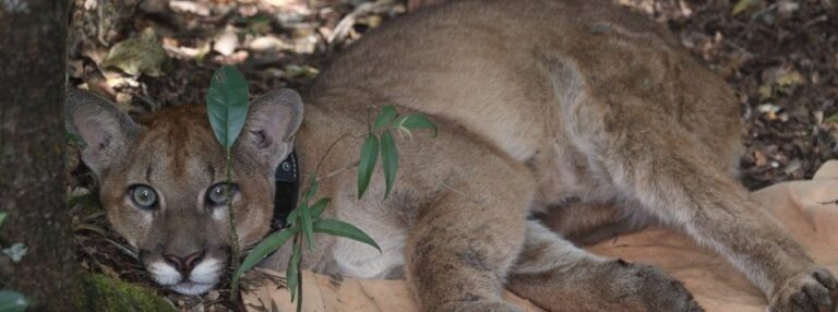 Conheça sistema de monitoramento que fortalece a conservação de animais silvestres no Parque do Rola-Moça, em Minas Gerais