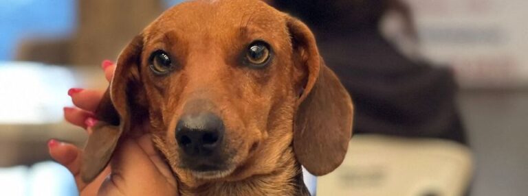 Minas Gerais lança capacitação sobre maus-tratos e distribui leitores de microchips para reforçar fiscalização ambiental