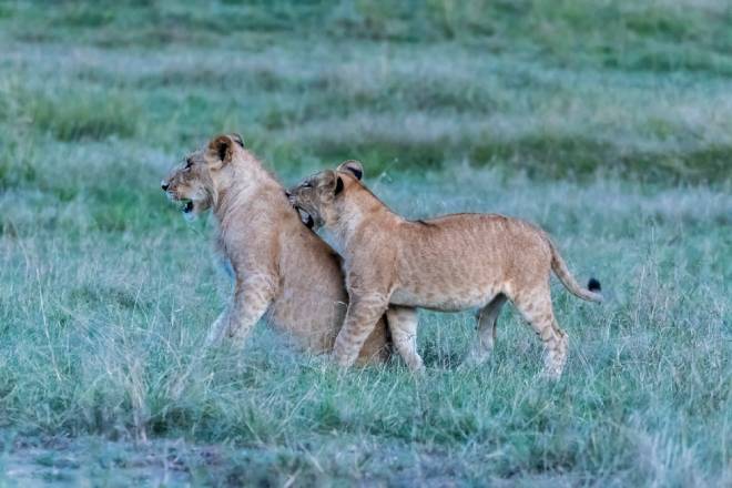 Estudo combina física e biologia para explicar o crescimento e o declínio de populações de animais a partir de dados sobre seus deslocamentos