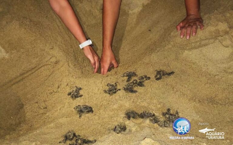 Nascimento de 86 filhotes de tartaruga-marinha mobiliza Instituto Argonauta na Praia do Paúba, em São Sebastião