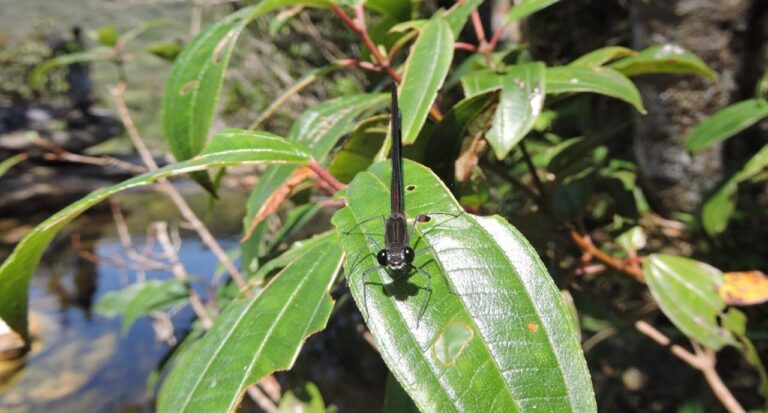 Nova espécie de libélula é identificada em unidade de conservação de Minas