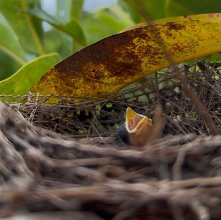 Reserva ambiental em Minas Gerais registra primeiro nascimento de bicudo na natureza