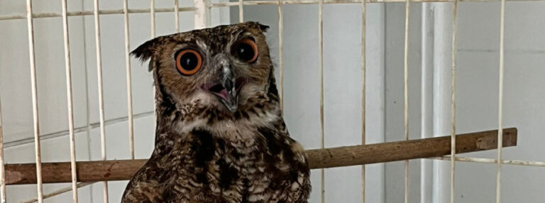 Rodovias concessionadas de Minas Gerais já resgataram cerca de 270 animais em 2025