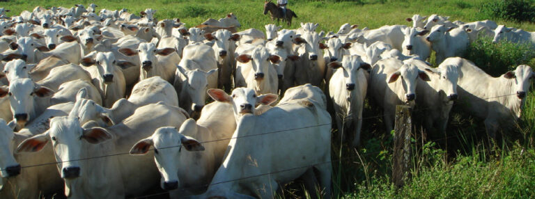 Cadeia de carnes impulsiona desempenho do agronegócio mineiro em 2025