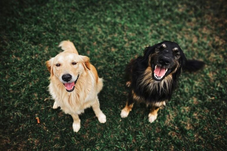 Outono exige atenção redobrada com a saúde de pets: especialistas alertam sobre a prevenção contra parasitas e dermatites