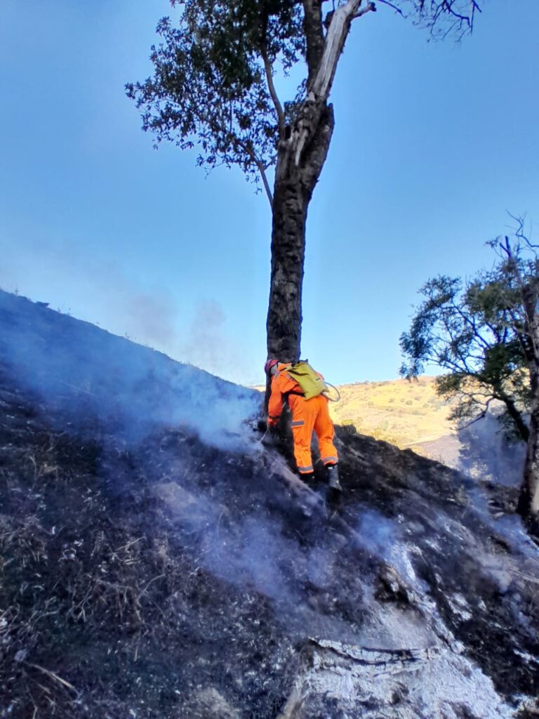 Setor florestal amplia ações de prevenção e combate a incêndios em Minas 