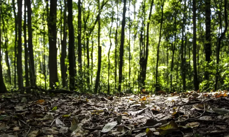 Produção florestal no país alcança recorde de R$ 47,9 bilhões em 2025